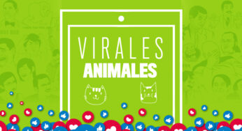 Q'hubo Virales Animales