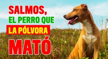 ¡'Salmos' el perro que la pólvora mató!