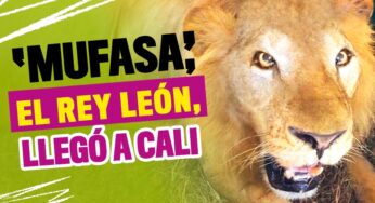 'Mufasa', el rey león de carne y hueso, llegó a Cali