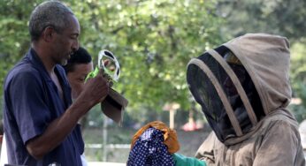 Brutal ataque de abejas a más de 50 personas