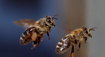 Inventan vacuna para salvar a las abejas