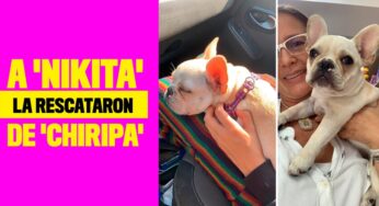 A 'Nikita' la rescataron de 'chiripa'