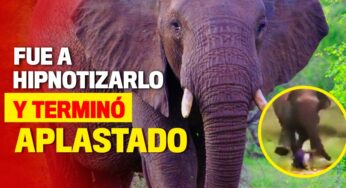 ¡Iba a hipnotizar a un elefante y murió aplastado!