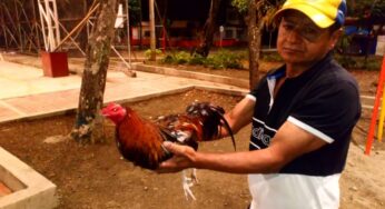El gallo más 'bravo' de Aranjuez