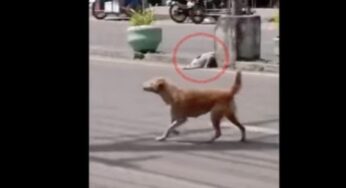 Ladró y ladró en busca de ayuda para su cachorro atropellado