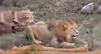 Esto fue lo que le pasó al antiguo león del Zoológico de Cali