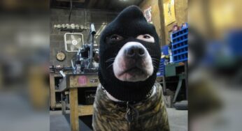 El robo perfecto lo hizo un perro