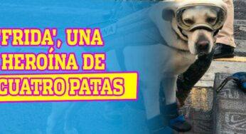 Una 'heroína' de cuatro patas