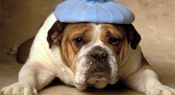 En Europa ya se puede pedir permiso en el trabajo para cuidar a sus mascotas