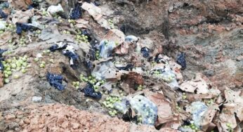 Así terminaron 1280 cajas de peras en la basura