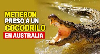 Metieron preso a un cocodrilo en Australia
