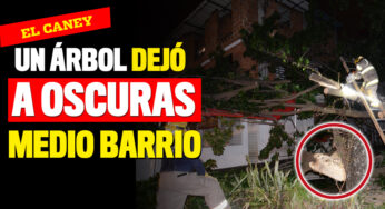 Un árbol le aplastó su negocio mientras dormía