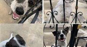 Ayudemos a encontrarle un hogar a 'pecas'