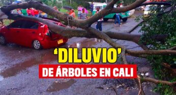 Cayó un 'diluvio' de árboles en Cali