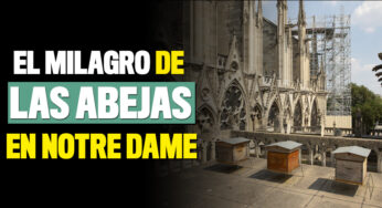 Sobrevivieron 200.000 abejas que viven en el techo de Notre Dame