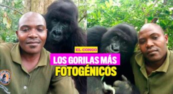 Los gorilas más 'posudos' de Internet