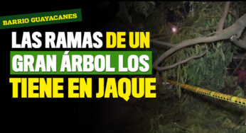 Hace cuatro días que no levantan las ramas del árbol caído