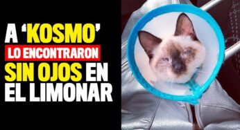 A 'Kosmo' lo encontraron sin ojos en el barrio Limonar
