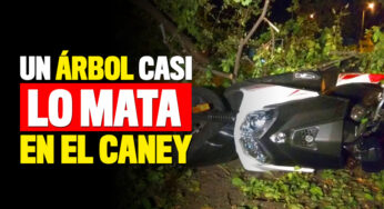 Un árbol le cayó encima a un motociclista