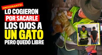 ¡Indignante! Lo cogieron por sacarle los ojos a un gato pero quedó libre