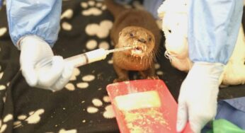 Nutría bebé será rehabilitada en el Zoológico de Cali