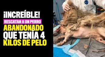 ¡Increíble! Rescatan a un perro abandonado que tenía 4 kilos de pelo