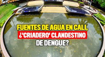 Fuentes de agua en Cali, ¿'Criaderos' de dengue?