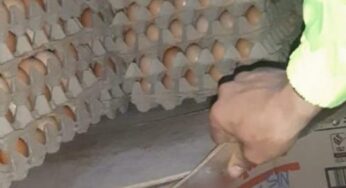 Camioneros llevaban trago de contrabando entre los huevos