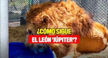 ¿Cómo sigue el león 'Júpiter'?