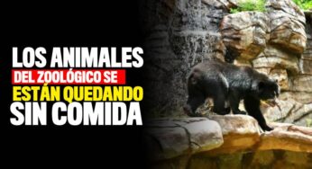 ¡Los animales del Zoológico se están quedando sin comida!