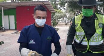 Iguanas del parque Obrero de Palmira fueron reubicadas