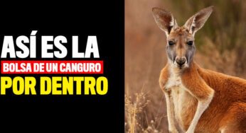 El video viral que muestra la bolsa de un canguro por dentro