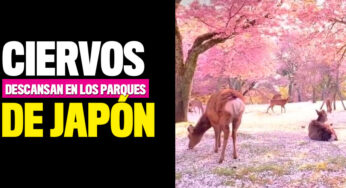 Ciervos descansan en los parques de Japón