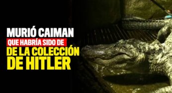 Caimán que habría sido de Hitler murió a los 84 años