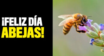 Hoy es el Día Mundial de las abejas ¿Por qué se celebra?