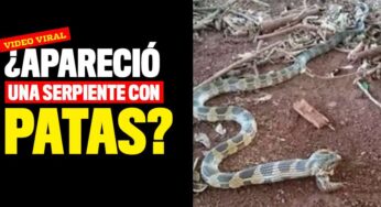 ¿Apareció una serpiente con patas? Esta es la foto viral del momento