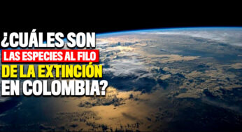 En el Día del Medio Ambiente, conozca a las especies más amenazadas en el país