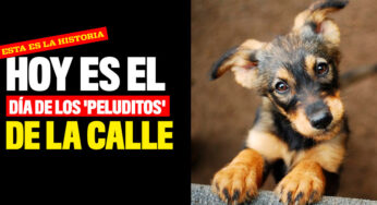 Hoy es el día de los 'peluditos' de la calle ¿Por qué se celebra?