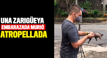 Una zarigüeya embarazada murió atropellada en plena calle de Cali