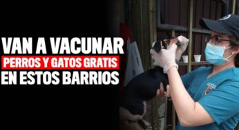 Van a vacunar gatos y perros gratis en estos barrios de Cali