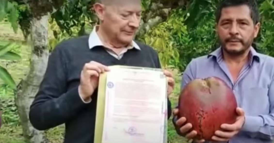 Mango Más Grande Del Mundo Récord Guinness Colombia 1775