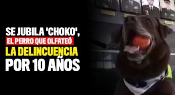 Se jubila 'Choko', el perro vallecaucano que olfateó la delincuencia por 10 años