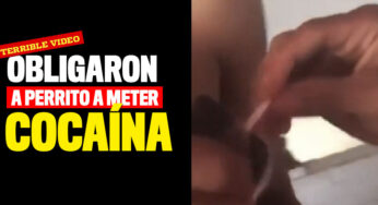 VIDEO: Obligaron a perrito a meter cocaína ¡Indignante caso en Buga!