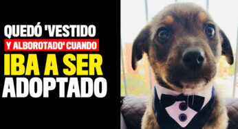 'Vicente', el perrito que quedó 'vestido y alborotado' cuando iba a ser adoptado