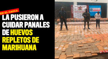 La pusieron a cuidar panales de huevos repletos de marihuana