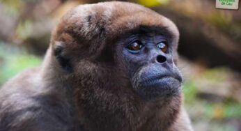 Zoológico de Cali dará ingreso gratis a niños menores de 12 años