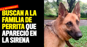 Buscan a la familia de perrita que apareció en La Sirena