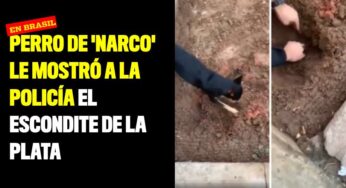 Perro de narcotraficante le mostró a la policía el escondite de la plata