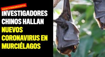 Investigadores chinos hallan nuevos coronavirus en murciélagos
