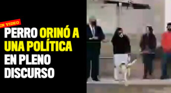 Perro orinó a una política en pleno discurso